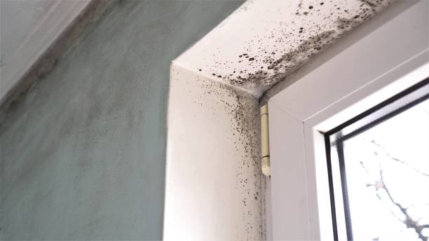 Trusted Lafayette, LA Mold Remediation Experts