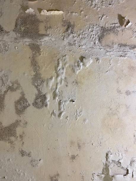 Best Health and Safety Mold Remediation in Fayette, LA