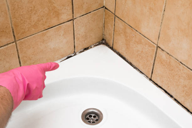 Trusted Lafayette, LA Mold Remediation Experts
